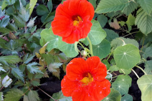 Mølle Klip – Frederikshavn