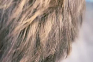 Street Cut - Frederiksberg 22 Street Cut – Frederiksberg