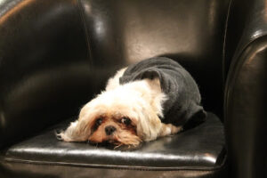 Frisør Dupont & Dupont – Taastrup