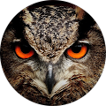 Hornuglen 66