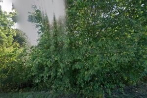 Frisør Westphal – Vejby